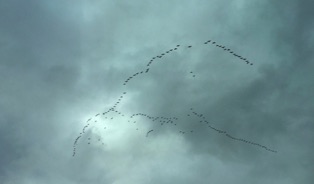 Fall Flock