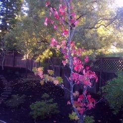 Pam's Garden
