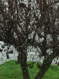 SnoCounty Rain
